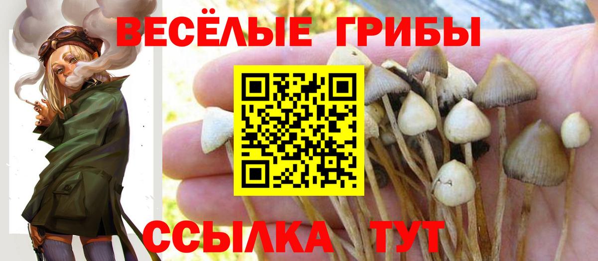 Галлюциногенные грибы Psilocybe Киселёвск